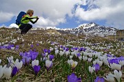 03 Distese di crocus appena la neve se ne va !